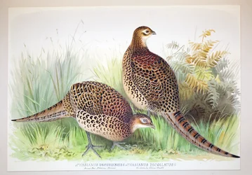 Phasianus ussuriensis e Phasianus delocllatus, 1906-7